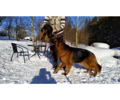 Owczarki niemieckie długowłose potężne linia Zwycięzcy Świata FCI - 8