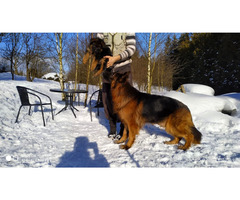 Owczarki niemieckie długowłose potężne linia Zwycięzcy Świata FCI - 9