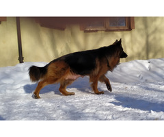 Owczarki niemieckie długowłose potężne linia Zwycięzcy Świata FCI - 11