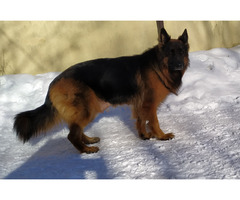 Owczarki niemieckie długowłose potężne linia Zwycięzcy Świata FCI - 12