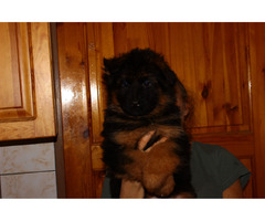 Owczarki niemieckie długowłose potężne linia Zwycięzcy Świata FCI - 13