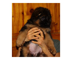 Owczarki niemieckie długowłose potężne linia Zwycięzcy Świata FCI - 14