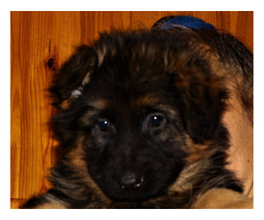 Owczarki niemieckie długowłose potężne linia Zwycięzcy Świata FCI - 15