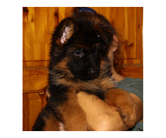 Owczarki niemieckie długowłose potężne linia Zwycięzcy Świata FCI - 16