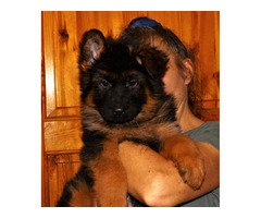 Owczarki niemieckie długowłose potężne linia Zwycięzcy Świata FCI - 17