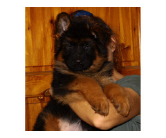 Owczarki niemieckie długowłose potężne linia Zwycięzcy Świata FCI - 18