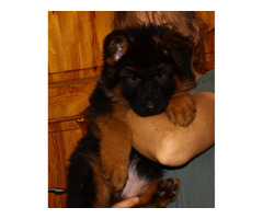 Owczarki niemieckie długowłose potężne linia Zwycięzcy Świata FCI - 19