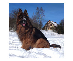 Owczarki niemieckie długowłose potężne linia Zwycięzcy Świata FCI - 20