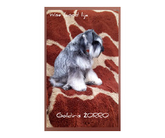 Reproduktor Sznaucer miniaturowy pieprz I sól ZKwP/FCI - 1