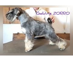 Reproduktor Sznaucer miniaturowy pieprz I sól ZKwP/FCI - 2