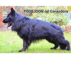 Owczarek niemiecki krycie reproduktor - 1