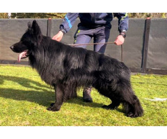 Owczarek niemiecki krycie reproduktor - 2