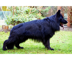 Owczarek niemiecki krycie reproduktor - 3