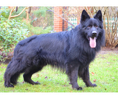 Owczarek niemiecki krycie reproduktor - 4