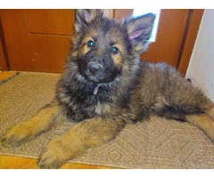 Szczeniaki Owczarek Staroniemiecki - 1