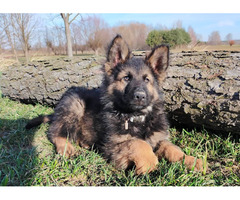 Szczeniaki Owczarek Staroniemiecki - 2