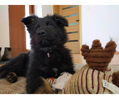 Szczeniaki Owczarek Staroniemiecki - 3