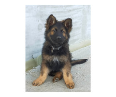 Szczeniaki Owczarek Staroniemiecki - 4