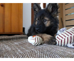 Szczeniaki Owczarek Staroniemiecki - 5