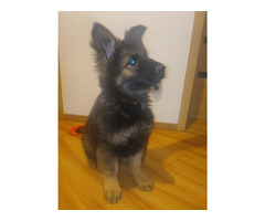 Szczeniaki Owczarek Staroniemiecki - 6