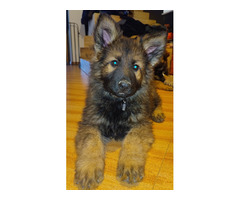 Szczeniaki Owczarek Staroniemiecki - 7