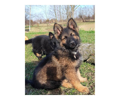 Szczeniaki Owczarek Staroniemiecki - 8