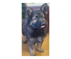 Szczeniaki Owczarek Staroniemiecki - 9