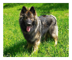 Szczeniaki Owczarek Staroniemiecki - 10