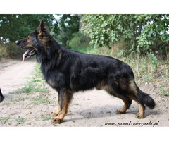 Szczeniaki Owczarek Staroniemiecki - 11