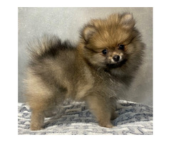 Szpic mały piesek z rodowodem ZKwP/FCI - 1