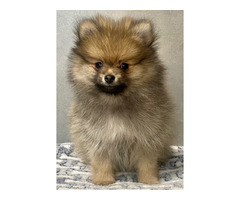 Szpic mały piesek z rodowodem ZKwP/FCI - 2