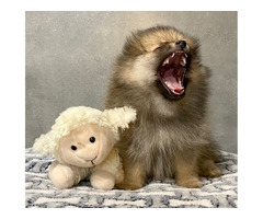 Szpic mały piesek z rodowodem ZKwP/FCI - 3