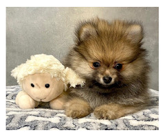 Szpic mały piesek z rodowodem ZKwP/FCI - 4