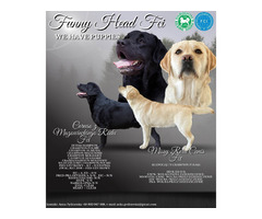 Labrador retriever- 3 pieski z wspaniałym rodowodem - 1