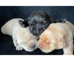 Labrador retriever- 3 pieski z wspaniałym rodowodem - 2