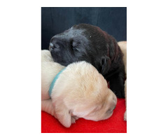 Labrador retriever- 3 pieski z wspaniałym rodowodem - 3