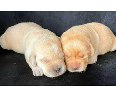 Labrador retriever- 3 pieski z wspaniałym rodowodem - 4