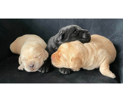 Labrador retriever- 3 pieski z wspaniałym rodowodem - 5