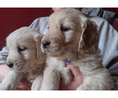 Golden Retriever szczeniaki ZKwP/FCI - 1