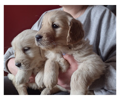 Golden Retriever szczeniaki ZKwP/FCI - 2