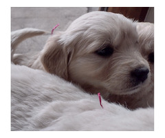 Golden Retriever szczeniaki ZKwP/FCI - 3