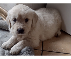 Golden Retriever szczeniaki ZKwP/FCI - 4