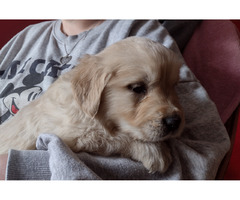 Golden Retriever szczeniaki ZKwP/FCI - 5