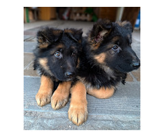 Pięknie SZCZENIĘTA Owczarek Niemiecki Długowłosy - 1
