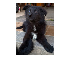 Pięknie SZCZENIĘTA Owczarek Niemiecki Długowłosy - 4