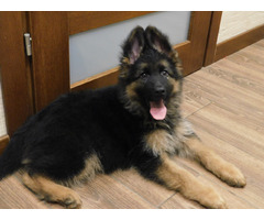 Owczarek niemiecki długowłosy Szczeniaki FCI - 1