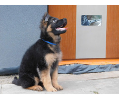 Owczarek niemiecki długowłosy Szczeniaki FCI - 2