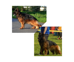 Owczarek niemiecki długowłosy Reproduktor - 1