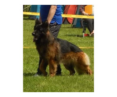 Owczarek niemiecki długowłosy Reproduktor - 2