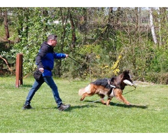 Owczarek niemiecki długowłosy Reproduktor - 3